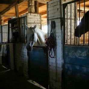 В Красноярске загорелась одна из конюшен ипподрома. Лошади уцелели