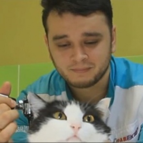 Российскому ветеринару пригрозили тюрьмой за спасение животных от эвтаназии