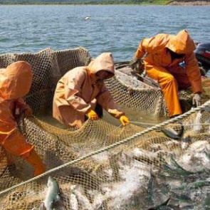 Северяне получат квоты на добычу частиковых видов рыб