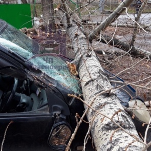 В Красноярске из-за ветра огромный тополь рухнул на «Тойоту»