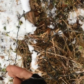 На «Столбах» ужесточают контроль из-за капканов и петель браконьеров