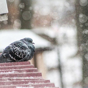 В Красноярск на один день придет тепло. После этого резко похолодает