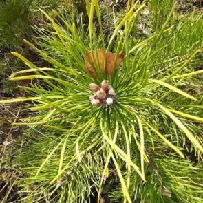 В Красноярском крае восстановили более 82 тысяч гектаров лесов