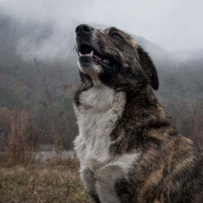 В Красноярске стая бродячих собак изувечила 8-летнего мальчика