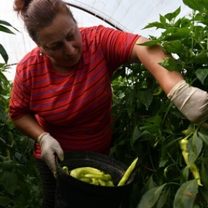 Путин позаботился о рабочем дне селянок