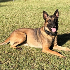 Военного кинолога загрызли его же овчарки