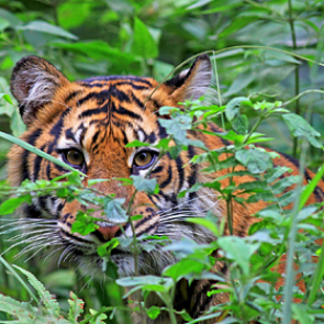 Редкий суматранский тигр растерзал фермера