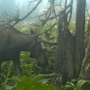 «Это настоящая сенсация»: в парке «Ергаки» впервые за 20 лет поселился лось
