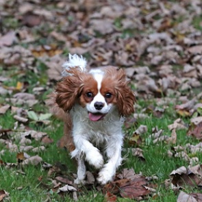 В России задумали маркировать домашних животных