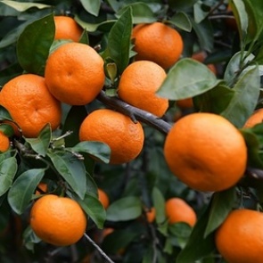 Названа опасность злоупотребления мандаринами