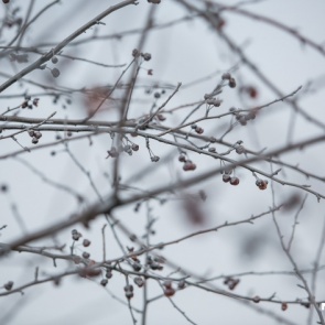 «Отрицательные аномалии»: синоптики дали прогноз на декабрь и новогоднюю ночь