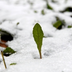 Россиян предупредили об аномально теплой погоде в декабре