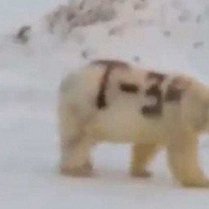 Ученый рассказал о судьбе белого медведя с надписью «Т-34»