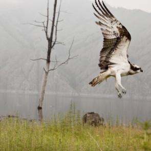 В Индии погибли птицы из Саяно-Шушенского заповедника. Они ударились о ветряки