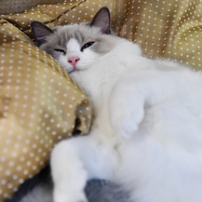 Российский спецназовец раскрыл тайную технику пятнадцатиминутного сна