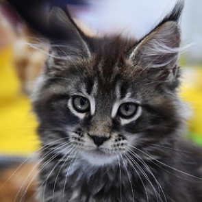 Названы любимые породы кошек россиян