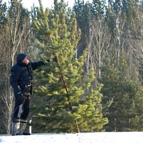 Выходной 31 декабря объявили в еще одном регионе России