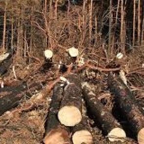 В Ачинске сотрудники полиции напоминают о недопустимости незаконной вырубке леса