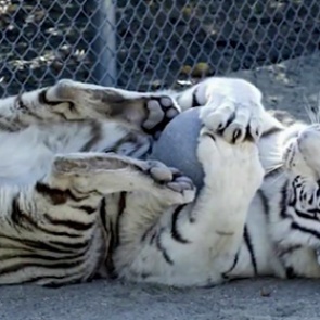 Бенгальские тигры решили поиграть и изувечили вырастившую их смотрительницу