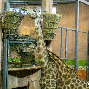 Единственный самец жирафа в красноярском зоопарке погиб ночью от болевого шока