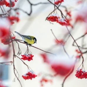 На смену нулевым температурам в выходные заглянет похолодание