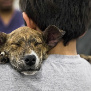 Женщина заразилась опасной инфекцией от лизнувшего ногу щенка