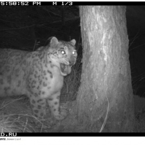 Монгол освоился: в Саяно-Шушенском заповеднике рассказали о жизни привезенных снежных барсов