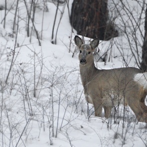 В «Шушенском бору» для косуль посадили овес и горох. Помогают выживать снежной зимой