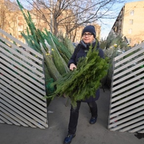 Названо главное отличие хорошей елки