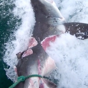 Акула-людоед длиной 4,5 метра схватила лодку зубами и прогнала рыбаков