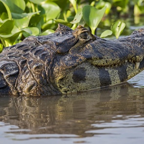 Подросток погиб в пасти крокодила на глазах у друзей