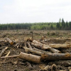 Бывшего  депутата Ачинского района будут судить за массовую вырубку леса