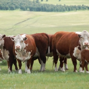 Красноярские ученые придумали, как сделать молоко дешевле при помощи хвои