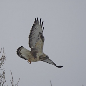 В «Шушенский бор» в поисках грызунов прилетела редкая хищная птица