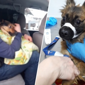 Спасшей животных из замурованного дома девушке вменяют нарушения неприкосновенности жилища