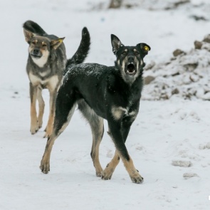 На базе в Ленинском районе нашли тело сторожа, погрызенного бездомными собаками