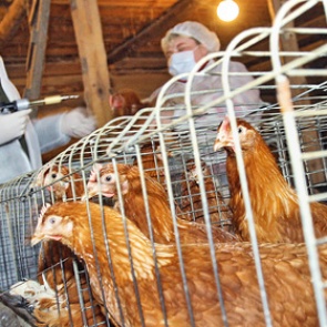 В России озаботились атаковавшим Европу опасным вирусом