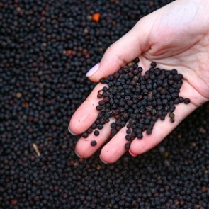 Продаваемый в России черный перец оказался опасным