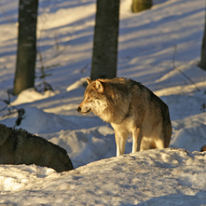 Россиянин пошел охотиться на волка и застрелил сына