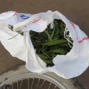 Хранивший дома марихуану мужчина попался полицейским. Он может сесть на 10 лет