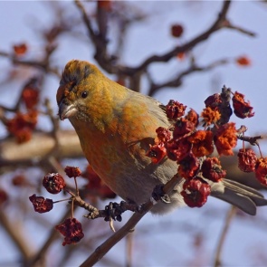 Сотрудники «Шушенского бора» гадают над загадкой появления в природном парке птицы с «ирокезом»