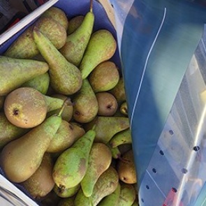 В Красноярске уничтожили тонну польских груш