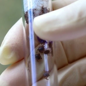 Россиян предупредили об опасности «зимних» клещей