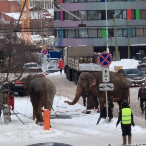 В Екатеринбурге из цирка сбежали слоны и парализовали движение в центре города