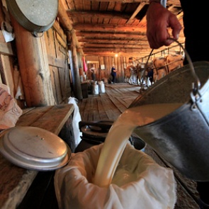 В России подорожают мясо и молоко