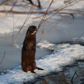 На юге Красноярского края заметили редкую американскую норку