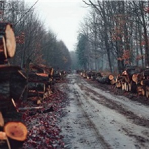 В Красноярском крае предприниматели хотели отправить в Китай лес неизвестного происхождения и нарвались на полумиллионный штраф