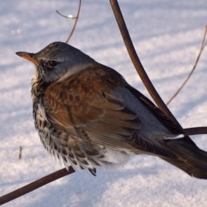 Забывшие улететь на зимовку дрозды из заповедника научились добывать пищу из-под снега