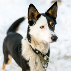 «Их просто застрелят»: общественник раскритиковал решение мэрии чипировать собак со строек и гаражей