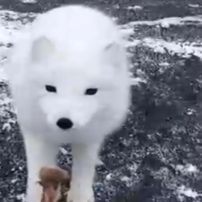 «Местные собаки»: осмелевшие песцы в Норильске берут еду с рук